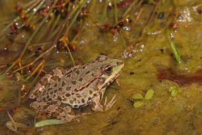 为青蛙(Pelophylax kl. esculentus)做日光浴。