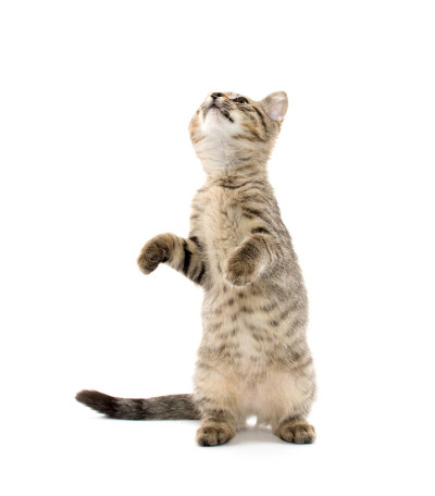 可爱的虎斑小猫