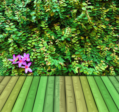 看风景绿叶墙花