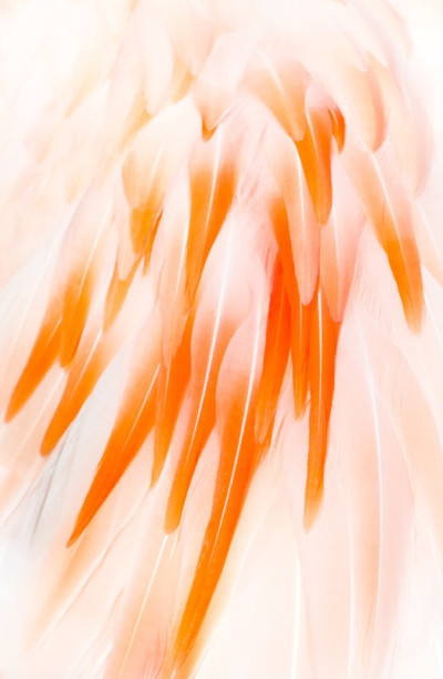 火烈鸟特写镜头