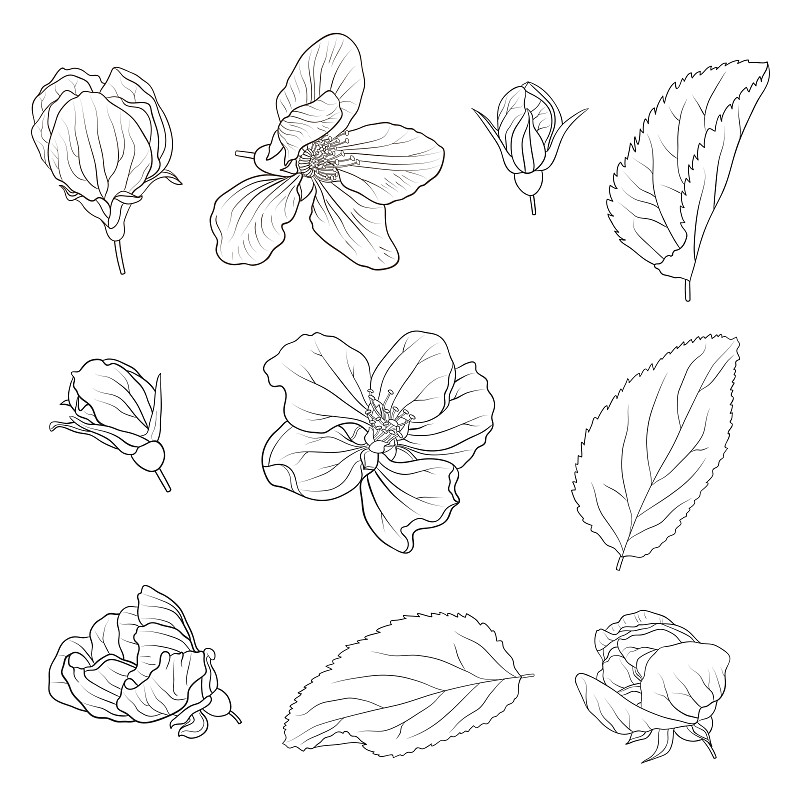 花花插图