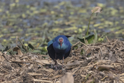 灰色头发swamphen