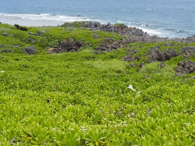 冲绳岛(日本冲绳岛国国上郡国国上郡)北端和多角海岸线上的岩石草地
