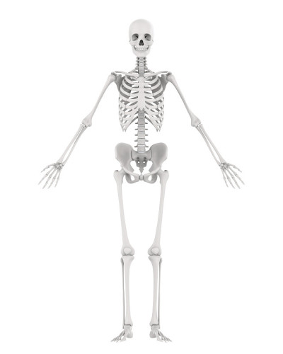 人体骨骼解剖分离