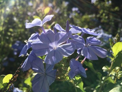 夏威夷考艾岛威美亚冬季鲜花盛开。