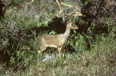 柯克是dik-dik