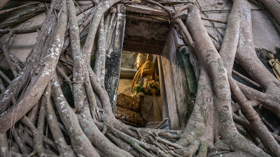 泰国松克兰沙慕邦公寺的佛像和一棵巨大的榕树