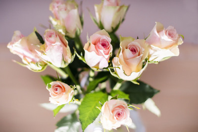 Roses5