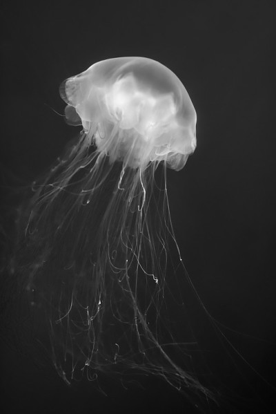 水母