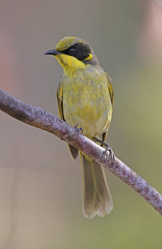 Yellow-tufted食蜜鸟