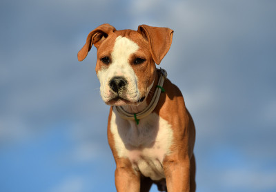 一只小狗斗牛犬