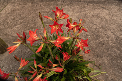 美人蕉花籼稻。“nOrnamental Arbustive植物的特点是非常吸引人