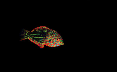 华丽的豹濑鱼在珊瑚礁水族馆缸
