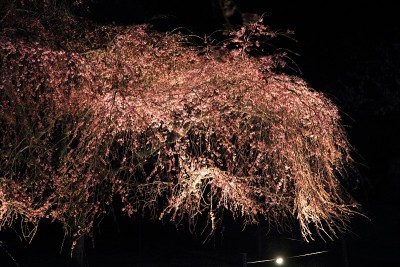 日本静冈县伊豆的佐藤樱花树(夜景)
