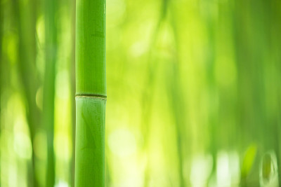 竹林,