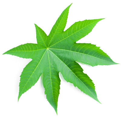 蓖麻叶在白色的背景