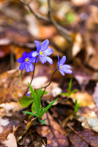 近距离地苔花