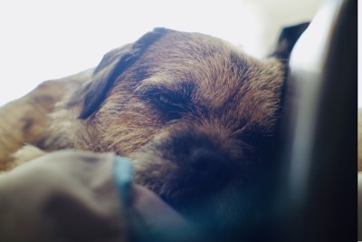 年轻的边境梗犬
