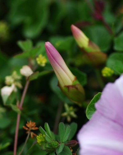 沙滩上生长的海钟花蕾。