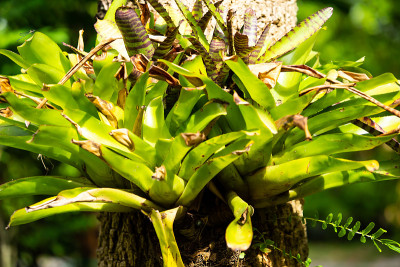 凤梨树(Aechmea fasciata, Guzmania, Urn Plant)依附在树上，抽象