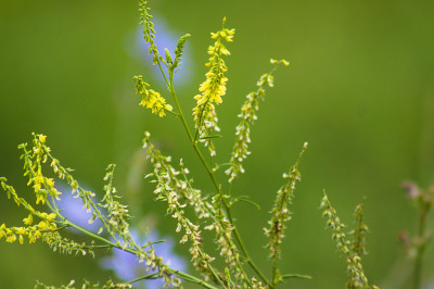 黄色的甜三叶草花盛开的特写视野与模糊的背景