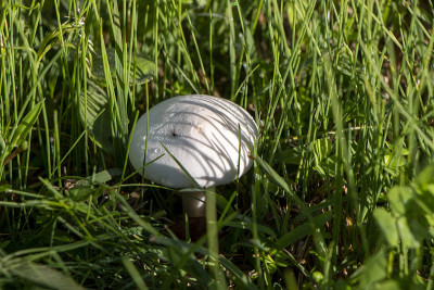 Mushroom Agaricusa