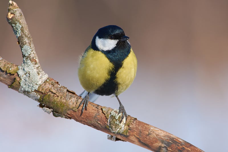 大山雀(Parus major)坐在一个非常近的树枝上，在一个完整的框架(可以看到每一根羽毛和太阳反