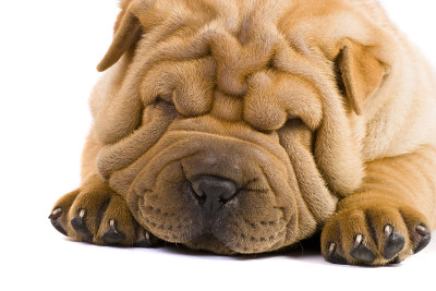 Sharpei狗