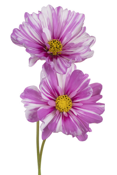 花孤立