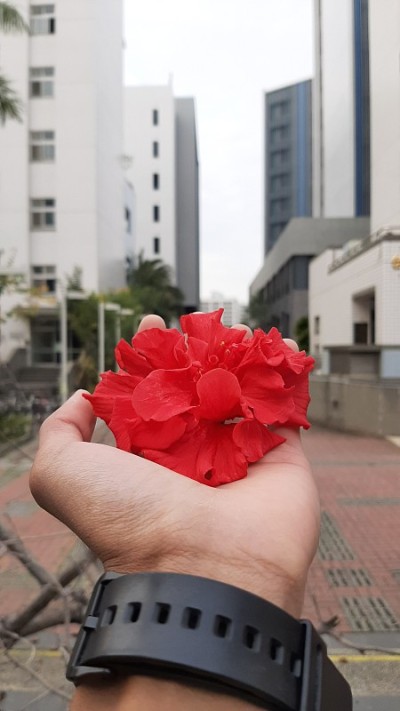 小小的手捧着红花