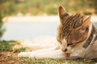 可爱的猫