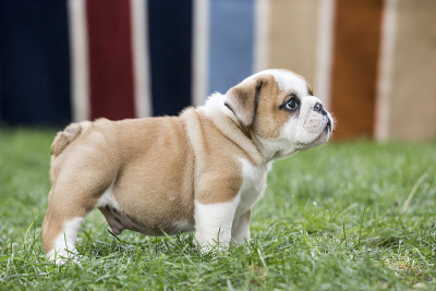 可爱的英国斗牛犬幼犬