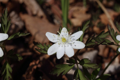 Hepatica之花