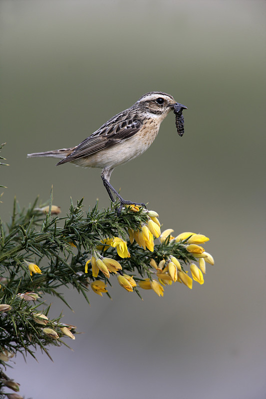 Whinchat, Saxicola rubetra