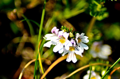 Carnic花