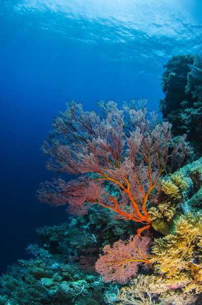 Seafan