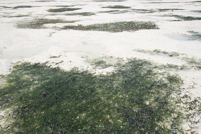 基温瓦海滩的海草，桑给巴尔，印度洋，东非