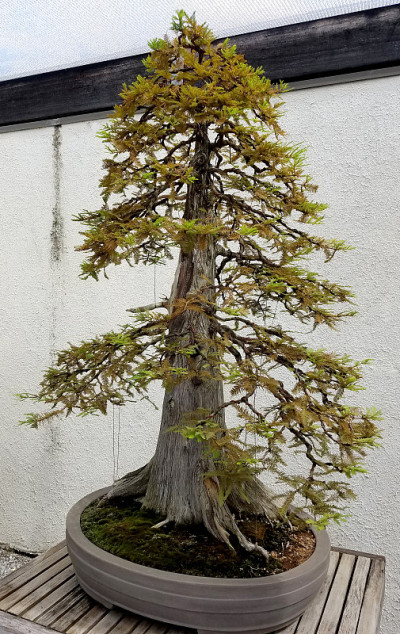 盆景小型常青树