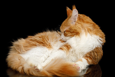 红色缅因猫孤立在黑色背景
