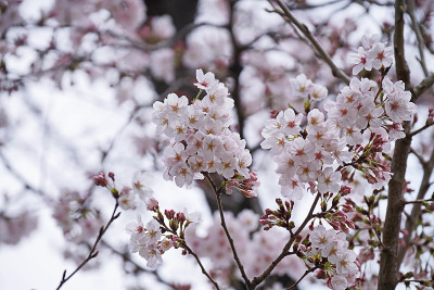 樱花