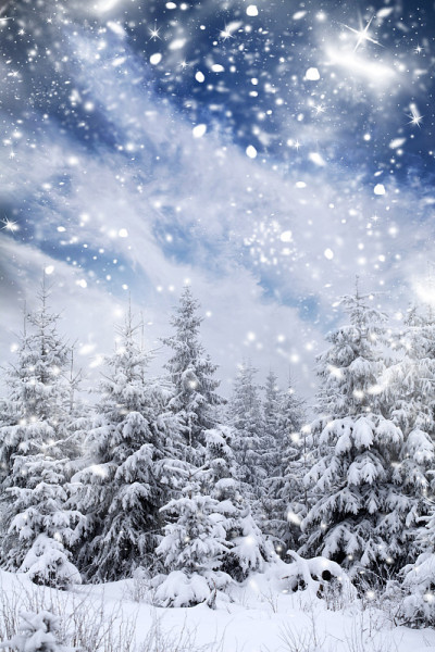 积雪松林