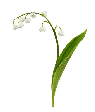 百合的山谷花孤立在白色
