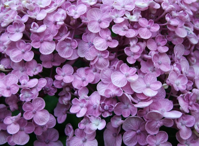 花——绣球花