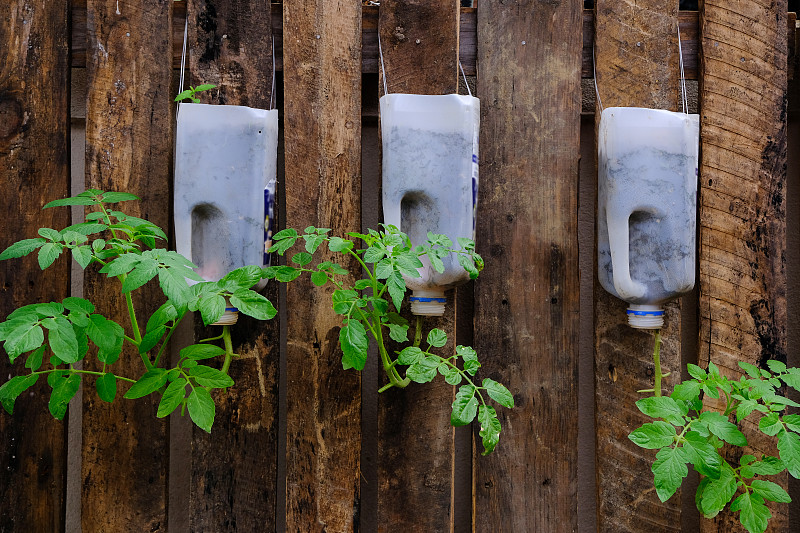 在用过的瓶子里种一株西红柿幼苗。把它挂在漏水处，不用接地。回收园艺的想法