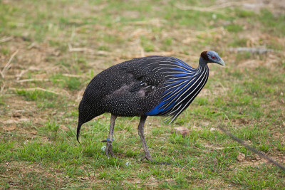 Vulturine guineafowl(丙烯腈vulturinum)。