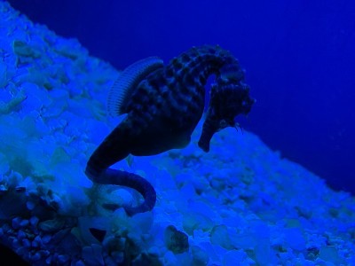 水族馆里的海马