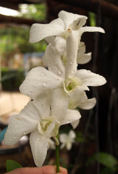 兰花的花