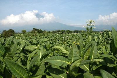 烟草种植园