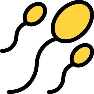 精子