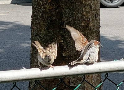 麻雀